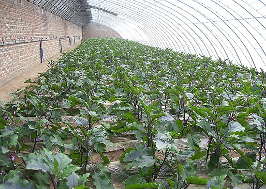 青島膠南蔬菜種植基地（磚墻體冬暖日光溫室）