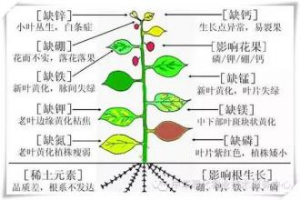 植物必須的大量元素，及作用